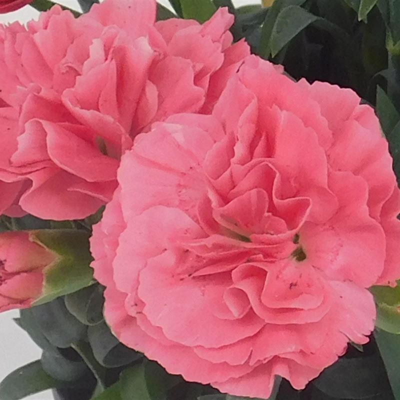 Capriccio compact pink salmon®
